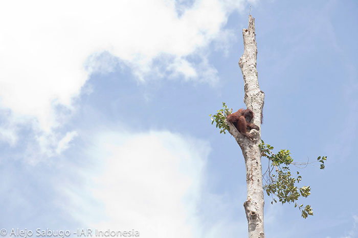 Lone Orangutan Fights Back In A Heartbreaking Video As Loggers Destroy His Home Lone Orangutan Fights Back In A Heartbreaking Video As Loggers Destroy His Home