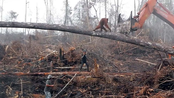 Lone Orangutan Fights Back In A Heartbreaking Video As Loggers Destroy His Home Lone Orangutan Fights Back In A Heartbreaking Video As Loggers Destroy His Home