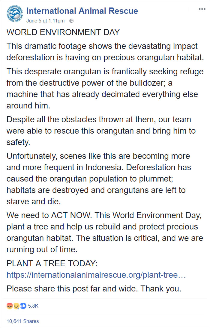 Lone Orangutan Fights Back In A Heartbreaking Video As Loggers Destroy His Home Lone Orangutan Fights Back In A Heartbreaking Video As Loggers Destroy His Home