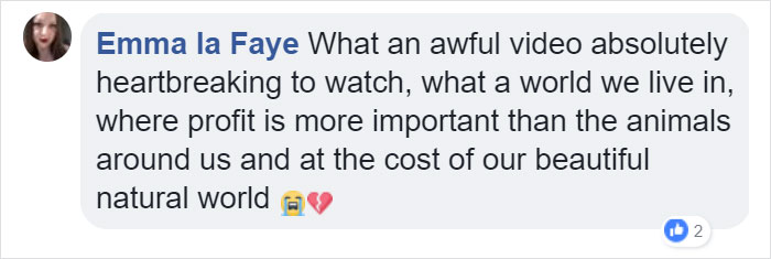 Lone Orangutan Fights Back In A Heartbreaking Video As Loggers Destroy His Home Lone Orangutan Fights Back In A Heartbreaking Video As Loggers Destroy His Home