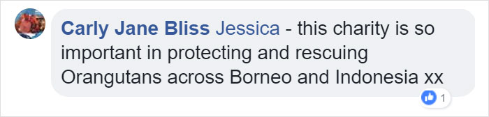 Lone Orangutan Fights Back In A Heartbreaking Video As Loggers Destroy His Home Lone Orangutan Fights Back In A Heartbreaking Video As Loggers Destroy His Home