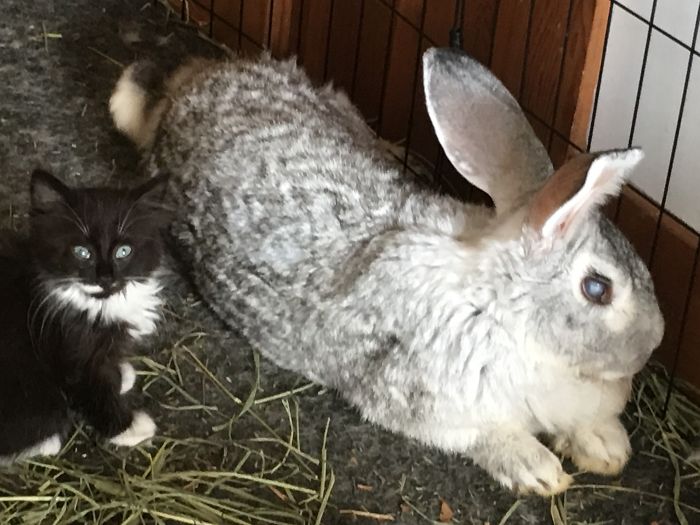 I Run A Small Animal Rescue: This Is What I See Every Day I Run A Small Animal Rescue: This Is What I See Every Day