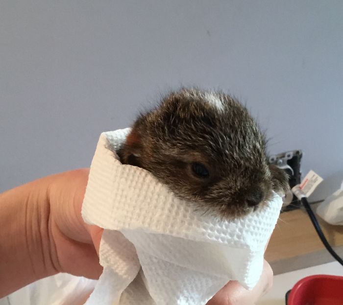 I Run A Small Animal Rescue: This Is What I See Every Day I Run A Small Animal Rescue: This Is What I See Every Day