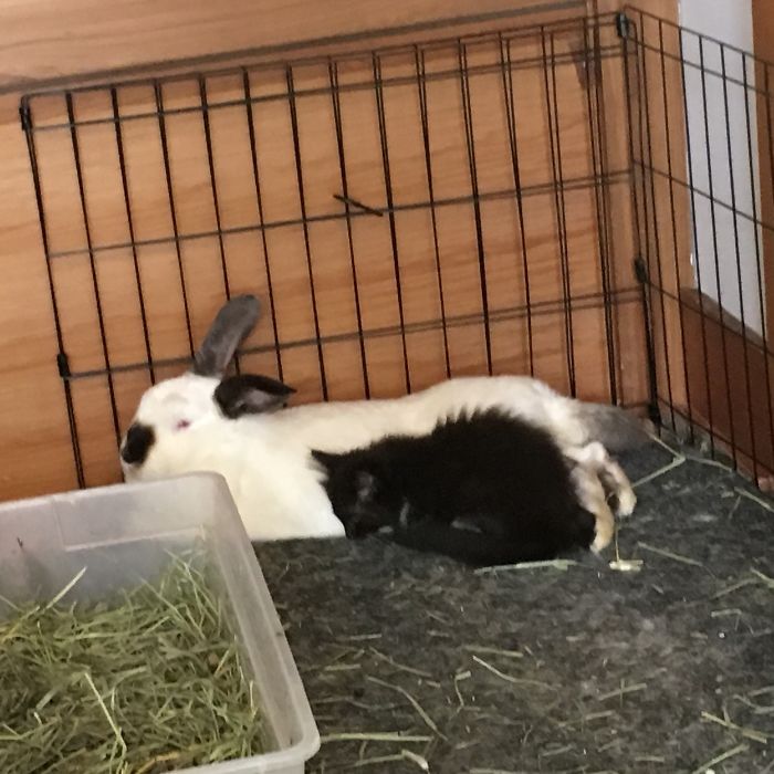 I Run A Small Animal Rescue: This Is What I See Every Day I Run A Small Animal Rescue: This Is What I See Every Day