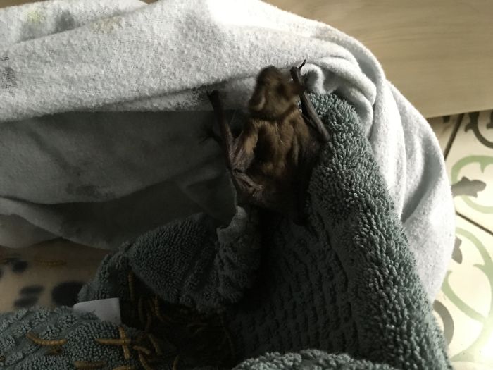 I Run A Small Animal Rescue: This Is What I See Every Day I Run A Small Animal Rescue: This Is What I See Every Day