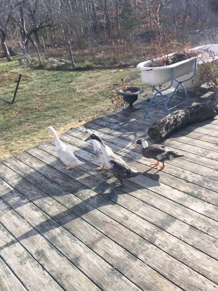 I Run A Small Animal Rescue: This Is What I See Every Day I Run A Small Animal Rescue: This Is What I See Every Day