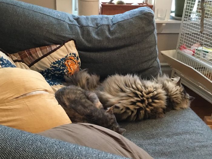 I Run A Small Animal Rescue: This Is What I See Every Day I Run A Small Animal Rescue: This Is What I See Every Day