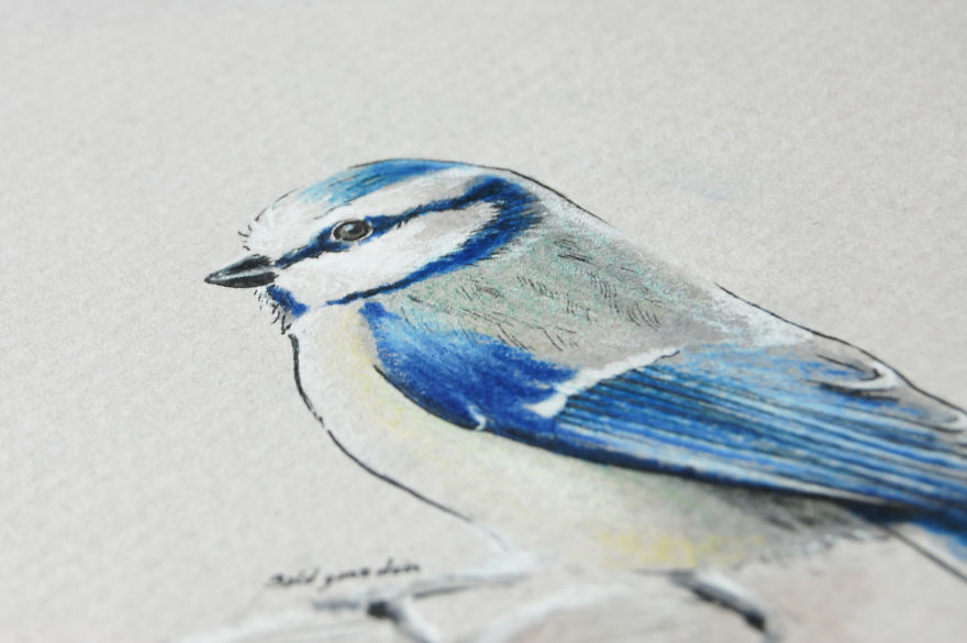 Incredibly Vivid Drawings Show Birds In All Their Beauty Incredibly Vivid Drawings Show Birds In All Their Beauty