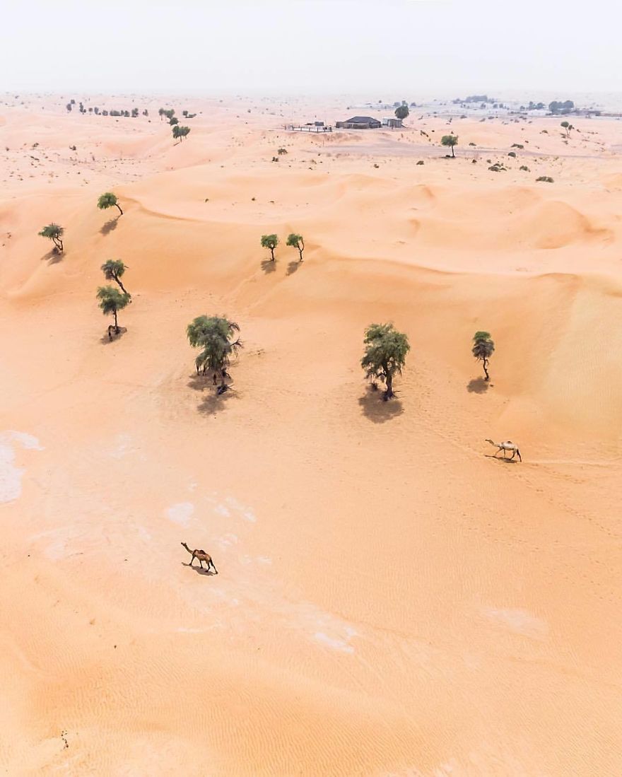 The Desert Is Taking Over Dubai And Abu Dhabi, And The Photos Are Stunning The Desert Is Taking Over Dubai And Abu Dhabi, And The Photos Are Stunning