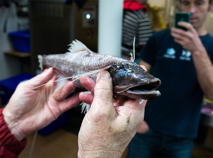 Scientists Share The Terrifying Creatures They Found In 16,000 ft Deep Ocean, And We Almost Wish They Hadn’t Scientists Share The Terrifying Creatures They Found In 16,000 ft Deep Ocean, And We Almost Wish They Hadn’t