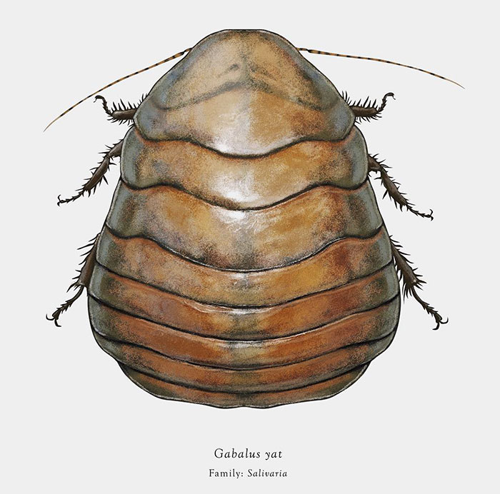 Artist Mutates Insects To Resemble Star Wars Characters – How Many Do You Recognize?