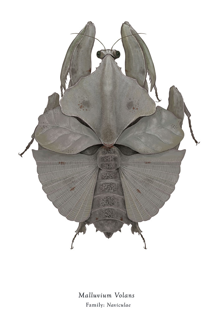 Artist Mutates Insects To Resemble Star Wars Characters – How Many Do You Recognize?