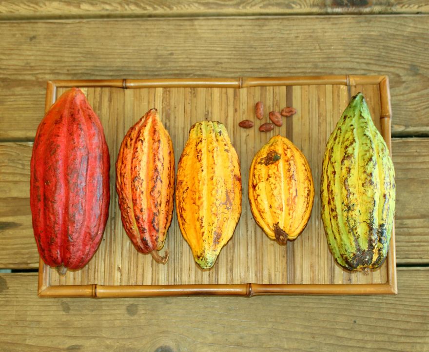 I’m A Chocolate Maker, And Here’s How The Chocolate is Made From Bean To Bar I’m A Chocolate Maker, And Here’s How The Chocolate is Made From Bean To Bar