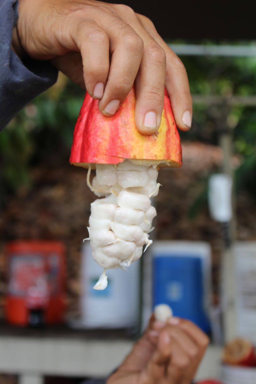 I’m A Chocolate Maker, And Here’s How The Chocolate is Made From Bean To Bar I’m A Chocolate Maker, And Here’s How The Chocolate is Made From Bean To Bar