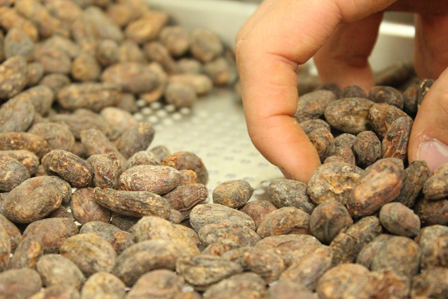 I’m A Chocolate Maker, And Here’s How The Chocolate is Made From Bean To Bar I’m A Chocolate Maker, And Here’s How The Chocolate is Made From Bean To Bar