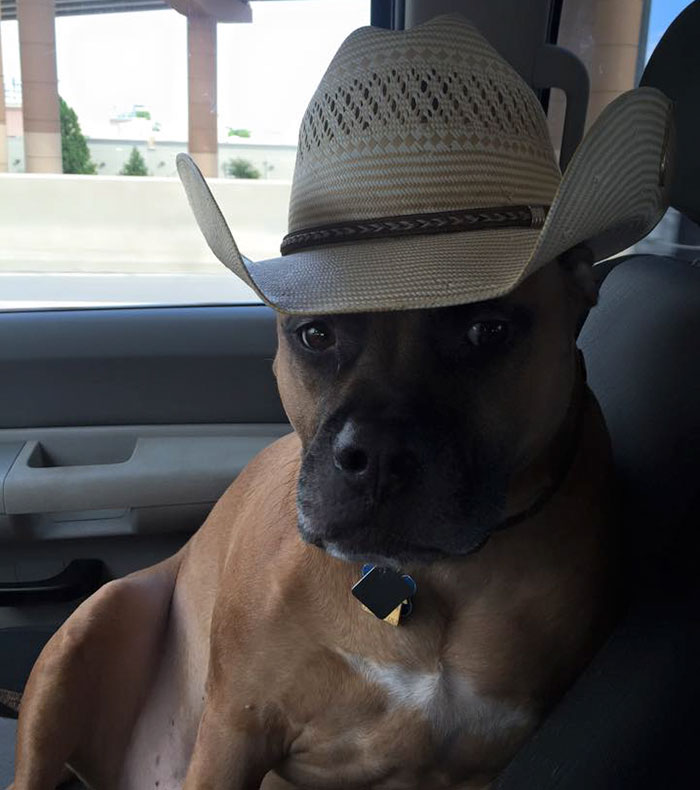 Guy Gets Same Tattoo As His Rescue Dog, People Explain That It&#8217;s How Neutered Dogs Are Marked