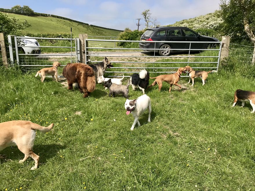 We Took Our Daycare Dogs On A School Trip