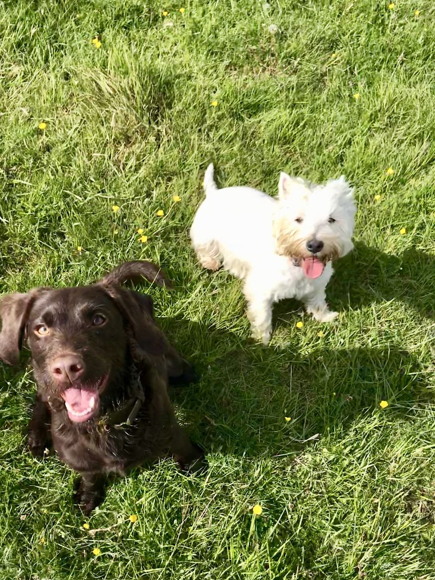 We Took Our Daycare Dogs On A School Trip
