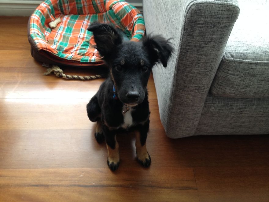 Former Stray Animals In Ecuador Are Moving To Europe Former Stray Animals In Ecuador Are Moving To Europe