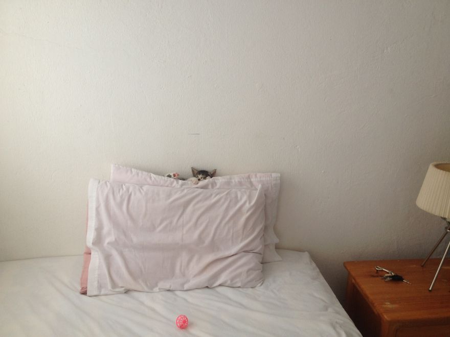 Former Stray Animals In Ecuador Are Moving To Europe Former Stray Animals In Ecuador Are Moving To Europe