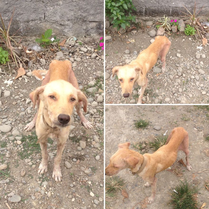 Former Stray Animals In Ecuador Are Moving To Europe Former Stray Animals In Ecuador Are Moving To Europe