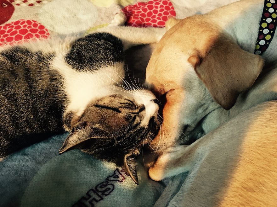 Former Stray Animals In Ecuador Are Moving To Europe Former Stray Animals In Ecuador Are Moving To Europe