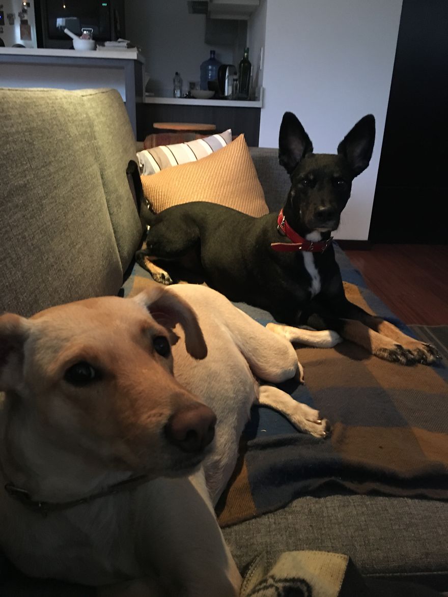 Former Stray Animals In Ecuador Are Moving To Europe Former Stray Animals In Ecuador Are Moving To Europe