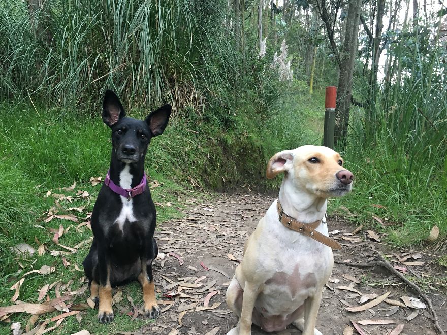 Former Stray Animals In Ecuador Are Moving To Europe Former Stray Animals In Ecuador Are Moving To Europe