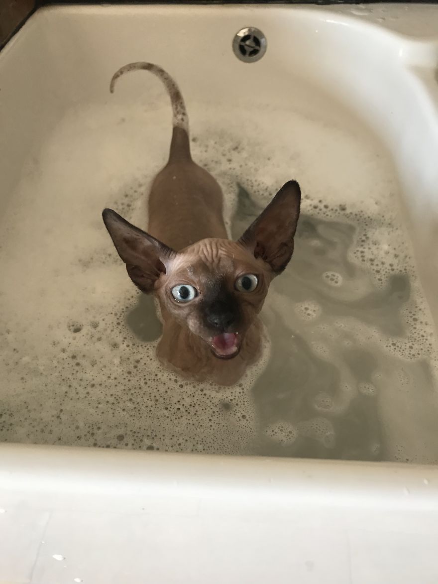 I Gave My New Kitten A Bath And He Was Not Amused I Gave My New Kitten A Bath And He Was Not Amused