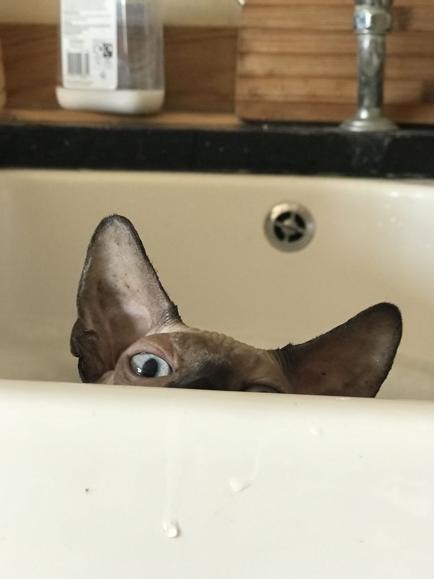 I Gave My New Kitten A Bath And He Was Not Amused I Gave My New Kitten A Bath And He Was Not Amused