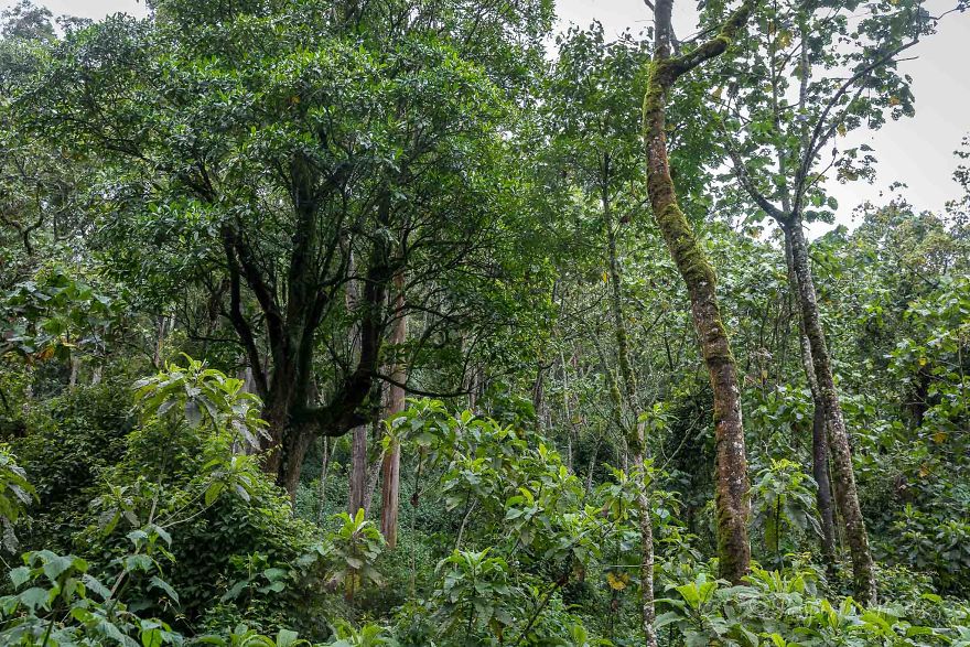 I Went Gorilla Tracking In The Pouring Rain In Uganda And Got Very Wet (But It Was Amazing)