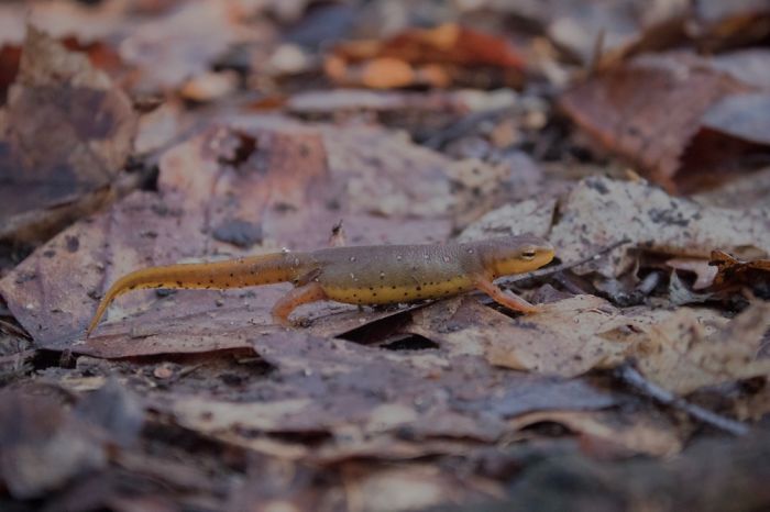 Back Packing In New Jersey On The Appalachian Trail