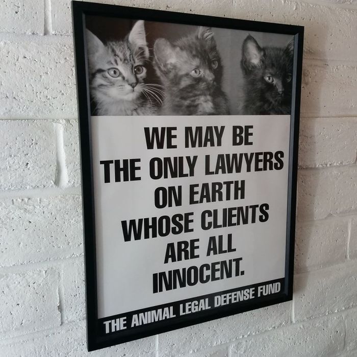 121 Lawyer Jokes That Prove That Not All Of Them Are That Serious 121 Lawyer Jokes That Prove That Not All Of Them Are That Serious