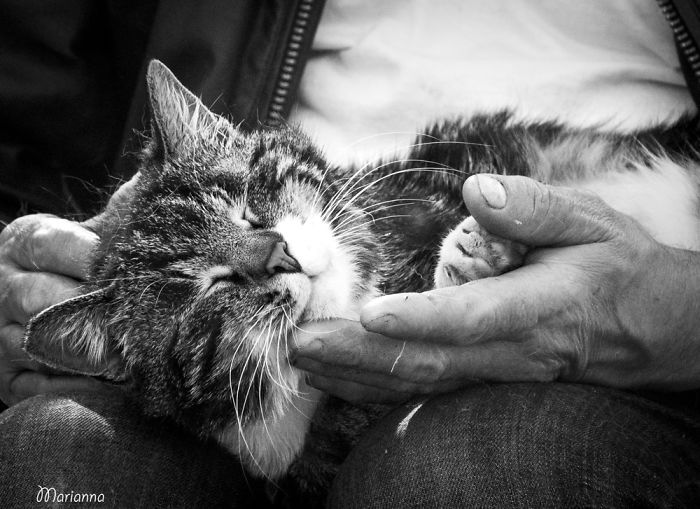 I Spent Years Trying To Photograph Moments Of &#8220;Catisfaction&#8221;