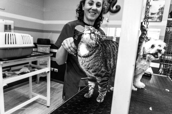 I Spent Years Trying To Photograph Moments Of &#8220;Catisfaction&#8221;