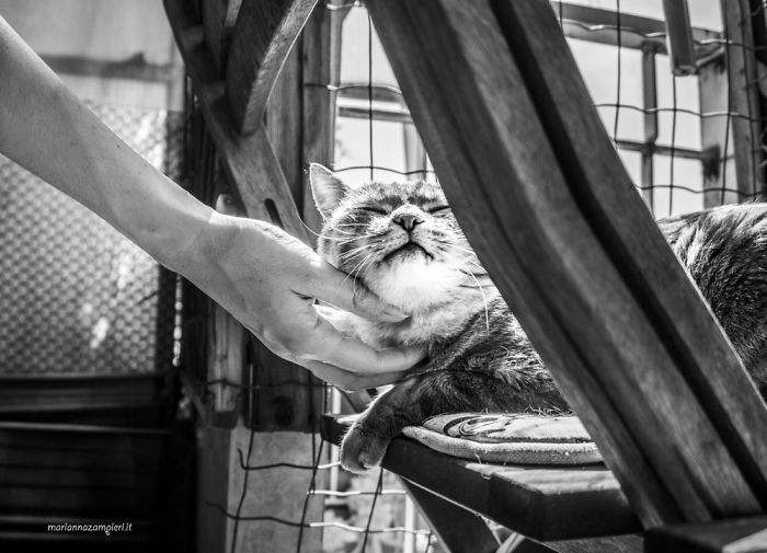 I Spent Years Trying To Photograph Moments Of &#8220;Catisfaction&#8221;