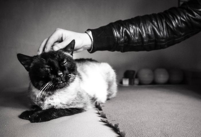 I Spent Years Trying To Photograph Moments Of &#8220;Catisfaction&#8221;