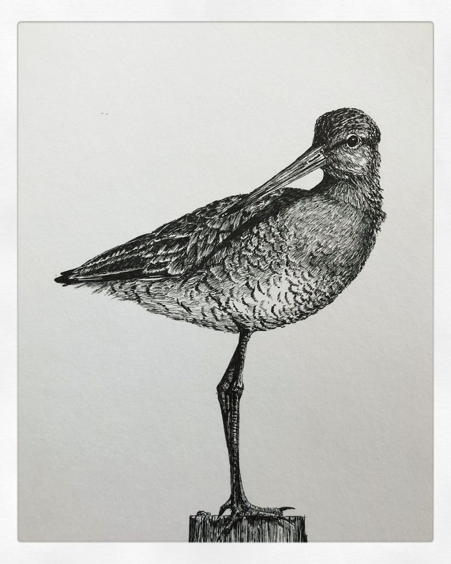 Birds By Bas Geeraets