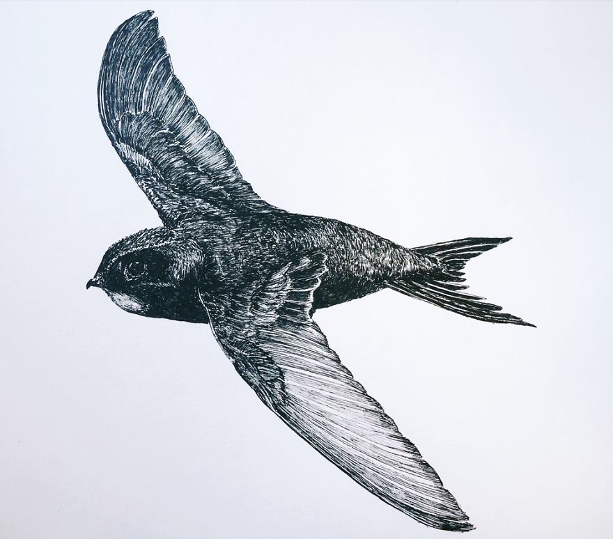 Birds By Bas Geeraets