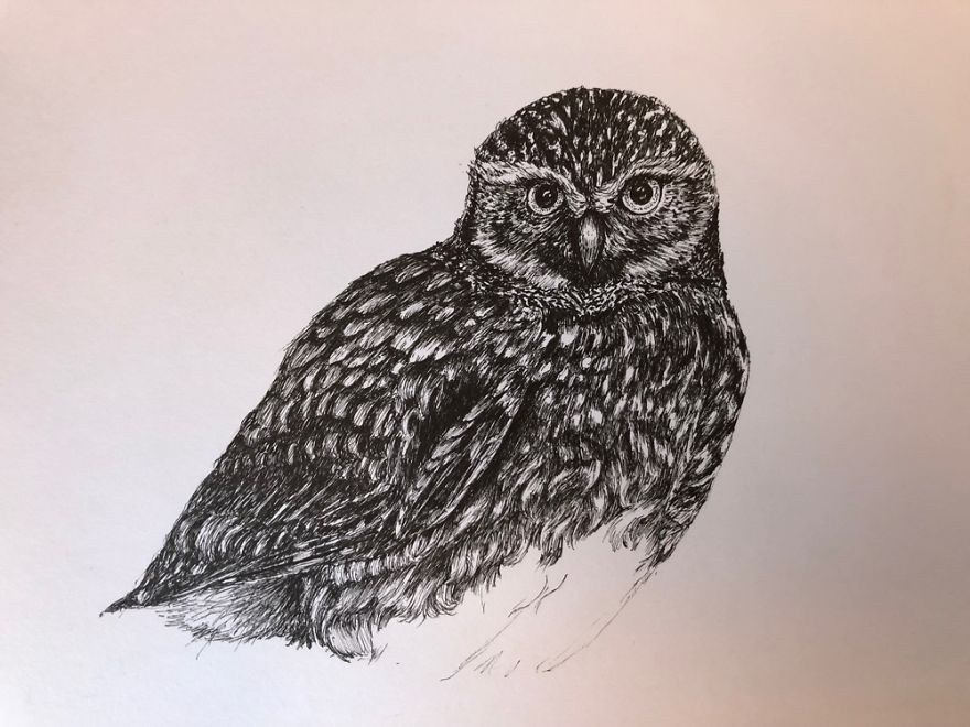 Birds By Bas Geeraets