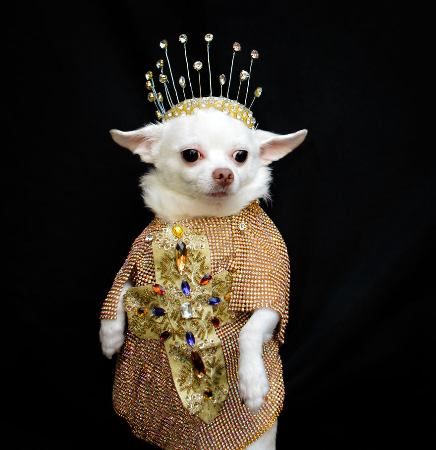 Dogs Wearing Outfits Inspired By Met Gala Heavenly Bodies Exhibit