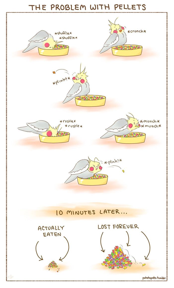 Artist Draws Comics About Her Pet Bird And They’re Too Positive Artist Draws Comics About Her Pet Bird And They’re Too Positive