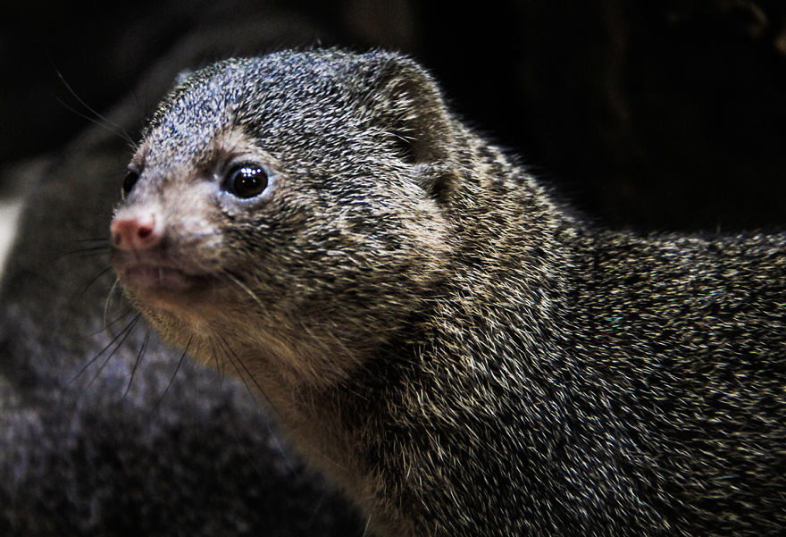 The Photography Session That Would Show You Why You Shouldn’t Go To The Zoo Anymore The Photography Session That Would Show You Why You Shouldn’t Go To The Zoo Anymore