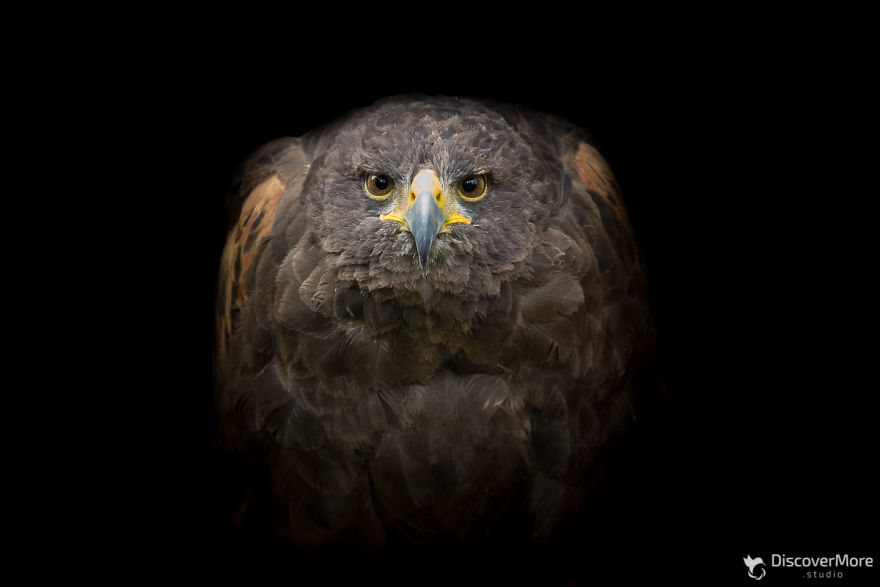 I Made Portraits Of Birds Of Prey: Eagles, Falcons And Owls I Made Portraits Of Birds Of Prey: Eagles, Falcons And Owls