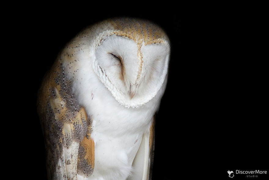 I Made Portraits Of Birds Of Prey: Eagles, Falcons And Owls I Made Portraits Of Birds Of Prey: Eagles, Falcons And Owls