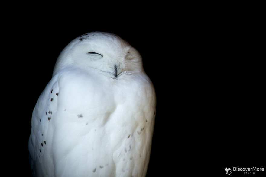 I Made Portraits Of Birds Of Prey: Eagles, Falcons And Owls I Made Portraits Of Birds Of Prey: Eagles, Falcons And Owls