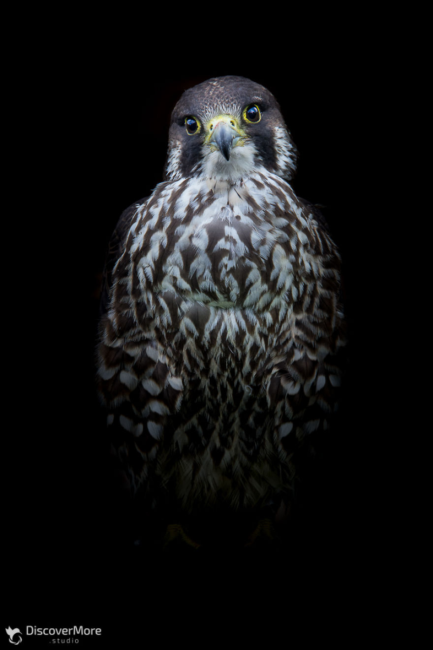 I Made Portraits Of Birds Of Prey: Eagles, Falcons And Owls I Made Portraits Of Birds Of Prey: Eagles, Falcons And Owls