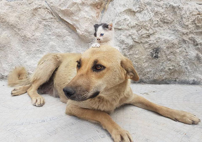 Orphan Kitten Meets Dog Who Lost Her Entire Litter, Becomes The Pup She Never Had Orphan Kitten Meets Dog Who Lost Her Entire Litter, Becomes The Pup She Never Had