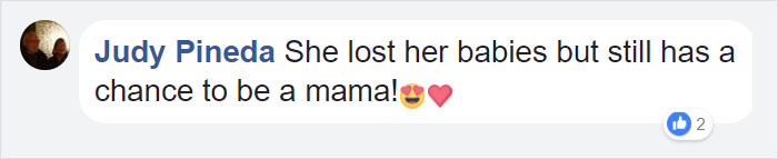 Orphan Kitten Meets Dog Who Lost Her Entire Litter, Becomes The Pup She Never Had Orphan Kitten Meets Dog Who Lost Her Entire Litter, Becomes The Pup She Never Had