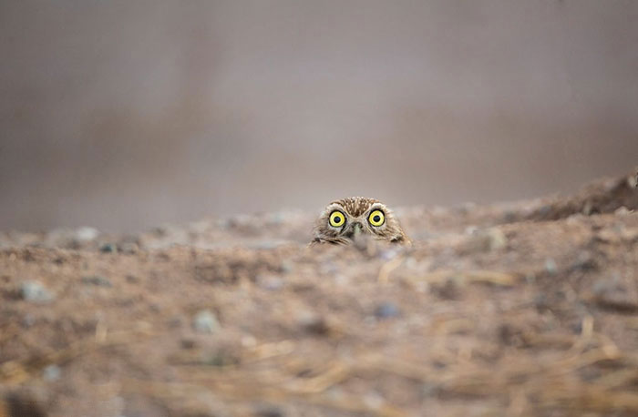 22 Of The Best Entries For The Comedy Wildlife Photo Awards 2018